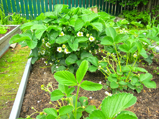 strawberry bushes bloom in the spring in the beds