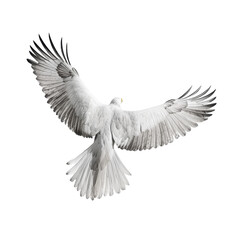 Naklejka premium Majestic bird in flight nature scene dynamic action outdoor environment