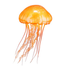 Ocean close-up nature photography of graceful jellyfish swimming underwater