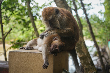 Brown Monkeys Cleaning Each Other Stock Photo - Parental Care