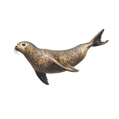 Playful seal swimming in ocean waters underwater scene marine life