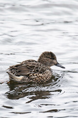 Eurasian teal (Anas crecca), common teal, or Eurasian green-winged teal on Vancouver Island, Canada