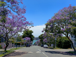 Purple Jacaranda trees in full bloom in summer in Herne Bay, Auckland, New Zealand. Waitematā Harbour and North Shore in distance.