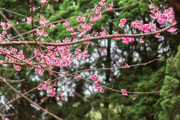 Background of pink color flower sakura blossom