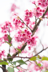 Background of pink color flower sakura blossom