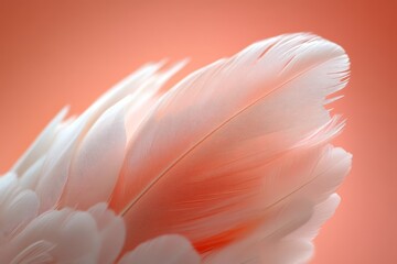 Fototapeta premium Beautiful pastel peach background with a close-up of a delicate feather, soft tones and fine details, ideal for minimalist and elegant designs.