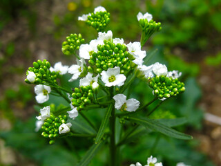 horseradish (Armoracia rusticana) blooms in spring