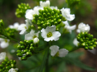 horseradish (Armoracia rusticana) blooms in spring
