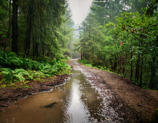 Obraz premium Heavy rain pelting down on a muddy forest path, with water pooling and reflecting dense green surroundings