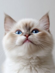 Close-up of cat with blue eyes