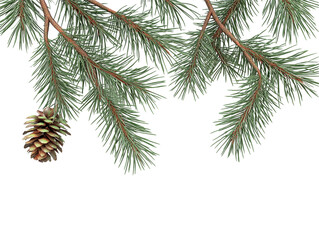 Fototapeta premium Pine tree branches with natural cones hang down over a blank white space ideal for holiday and winter advertising banners.