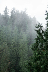 Capilano Suspension Bridge Park in North Vancouver, British Columbia, Canada, on a moody, rainy autumn day in november