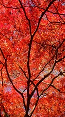 The autumn leaves are beautiful.