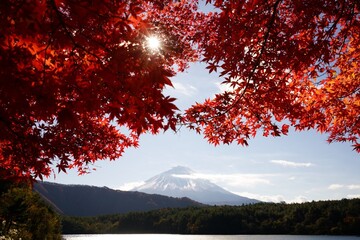 The autumn leaves are beautiful.