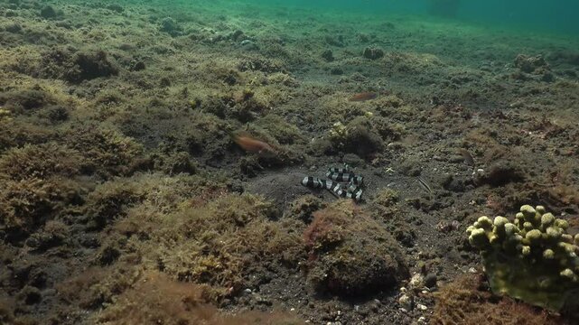 Myrichthys colubrinus Harlequin snake eel is burying itself in the sand, with only its rear end visible in the shot. It looks like that it is being pulled deeper, possibly by a Bobbit worm (Eunicidae)