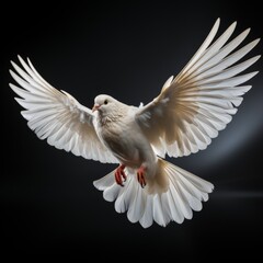 Majestic white dove in mid-flight against a dark background showcasing its detailed feather patterns