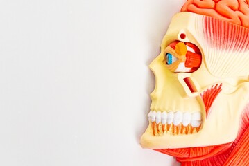 Human head anatomy model for education