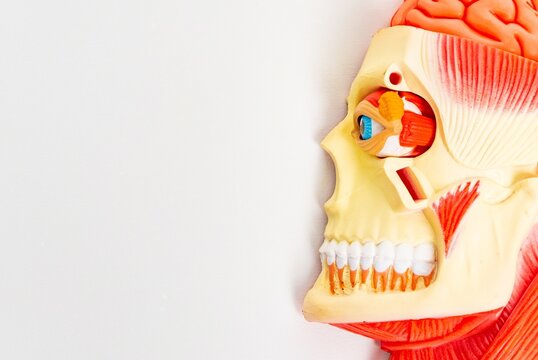 Human head anatomy model for education