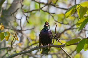 Black starling with open beak sits on a branch in a spring garden