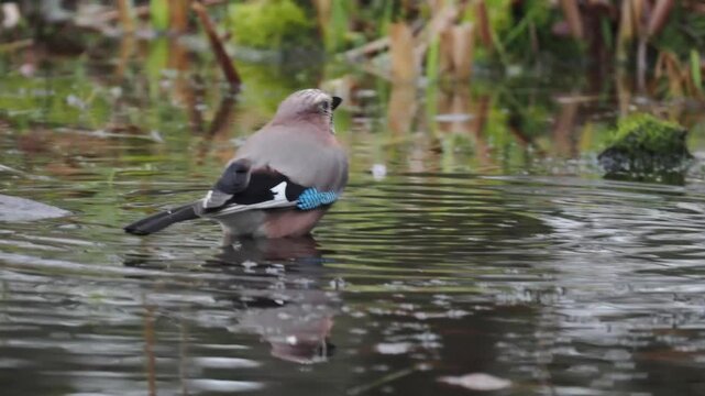 Eichelh&auml;her (Garrulus glandarius)   