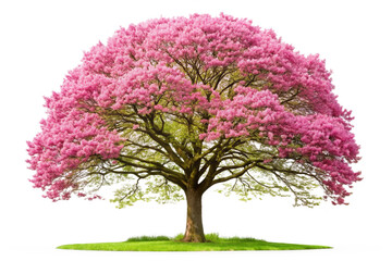 Obraz premium tree isolated on white