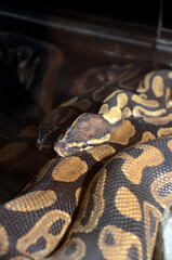 ボールニシキヘビ