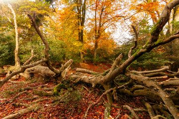 Fallen tree in Autumn forest