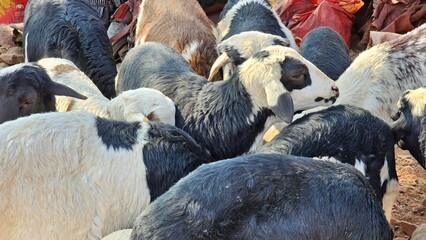 Numerous sheep, predominantly black and white, huddle together in a himba village in namibia,...