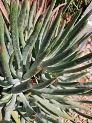 Senecio talinoides subshrub growing in arid climate