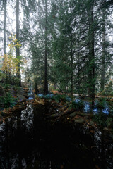 Fototapeta premium Capilano Suspension Bridge Park in North Vancouver, British Columbia, Canada, on a moody, rainy autumn day in november