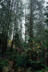 Obraz premium Capilano Suspension Bridge Park in North Vancouver, British Columbia, Canada, on a moody, rainy autumn day in november