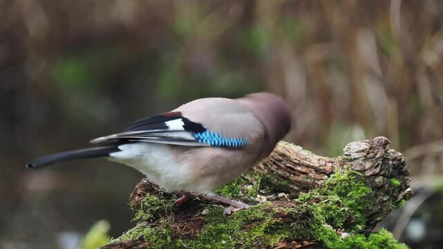 Eichelh&auml;her (Garrulus glandarius)   
