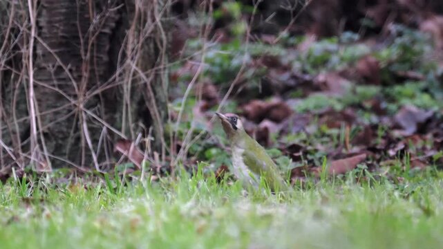 Gr&uuml;nspecht&nbsp;(Picus viridis)