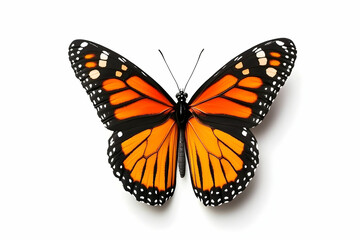Fototapeta premium Vibrant Monarch Butterfly with Brilliant Orange and Black Wings Isolated on White Background for Nature Lovers and Enthusiasts