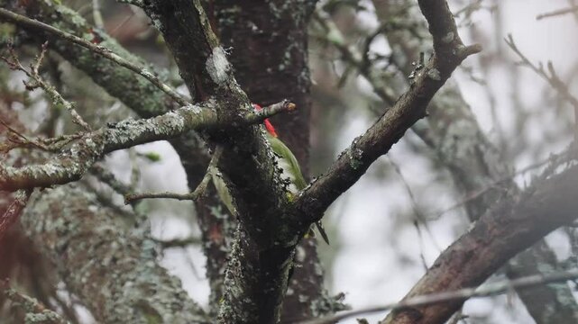 Gr&uuml;nspecht&nbsp;(Picus viridis)