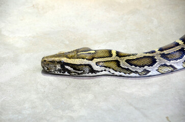 ビルマニシキヘビ