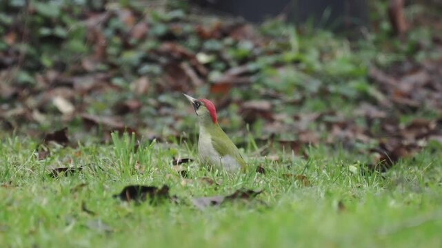 Gr&uuml;nspecht&nbsp;(Picus viridis)