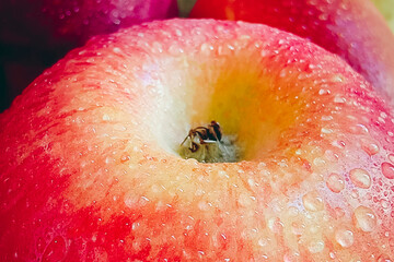 Red ripe apple in water drops. Macro photography, selective focus.