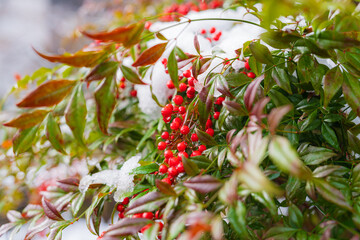 綿帽子をかぶった南天の赤い実