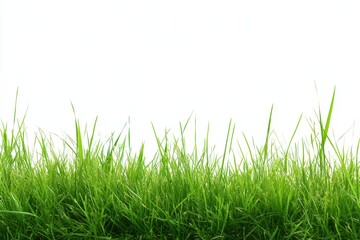 Obraz premium Green Grass Blades Against a White Background