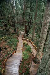 Fototapeta premium Capilano Suspension Bridge Park in North Vancouver, British Columbia, Canada, on a moody, rainy autumn day in november