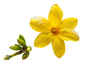 daffodil flower isolated on white