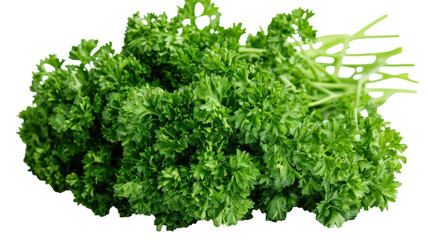 Obraz premium A Bunch of Fresh Curly Parsley Leaves Perfect for Culinary Dishes and Garnishing, Ideal for Healthy Recipes and Cooking Enthusiasts.