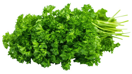 Obraz premium Fresh Curly Parsley Leaves Image for Culinary and Natural Ingredient Usage in Recipes, Garnishes, and Health-Focused Content.