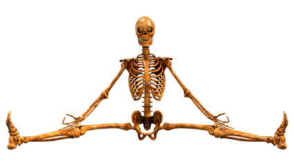 3D Rendering Human Skeleton on White