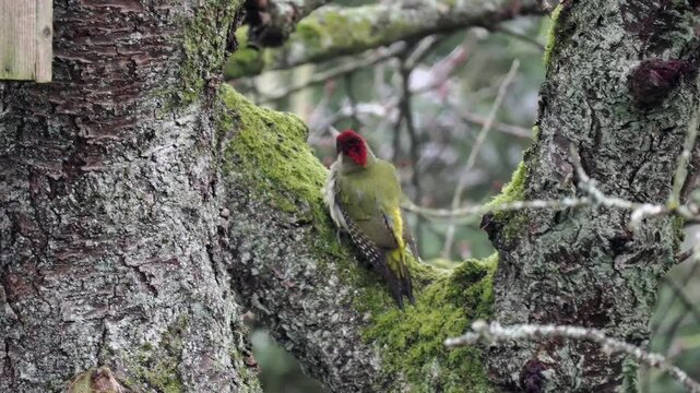 Gr&uuml;nspecht&nbsp;(Picus viridis)