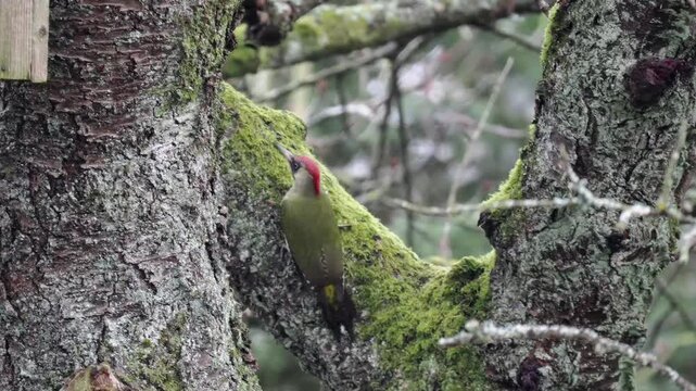 Gr&uuml;nspecht&nbsp;(Picus viridis)
