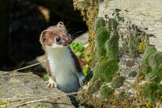 Stoat hiding behind rocks on sunny day