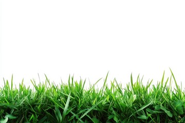 Obraz premium Lush Green Grass Blades Against a White Background