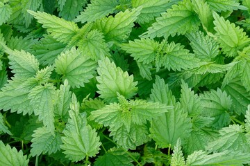 Close-up of lush green nettle leaves